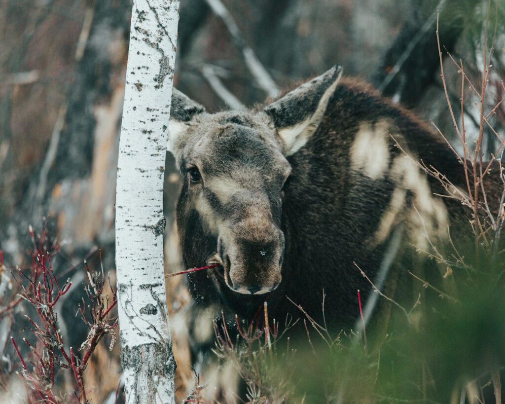 Moose in the The Red Willow Trail System, St. Albert, Alberta