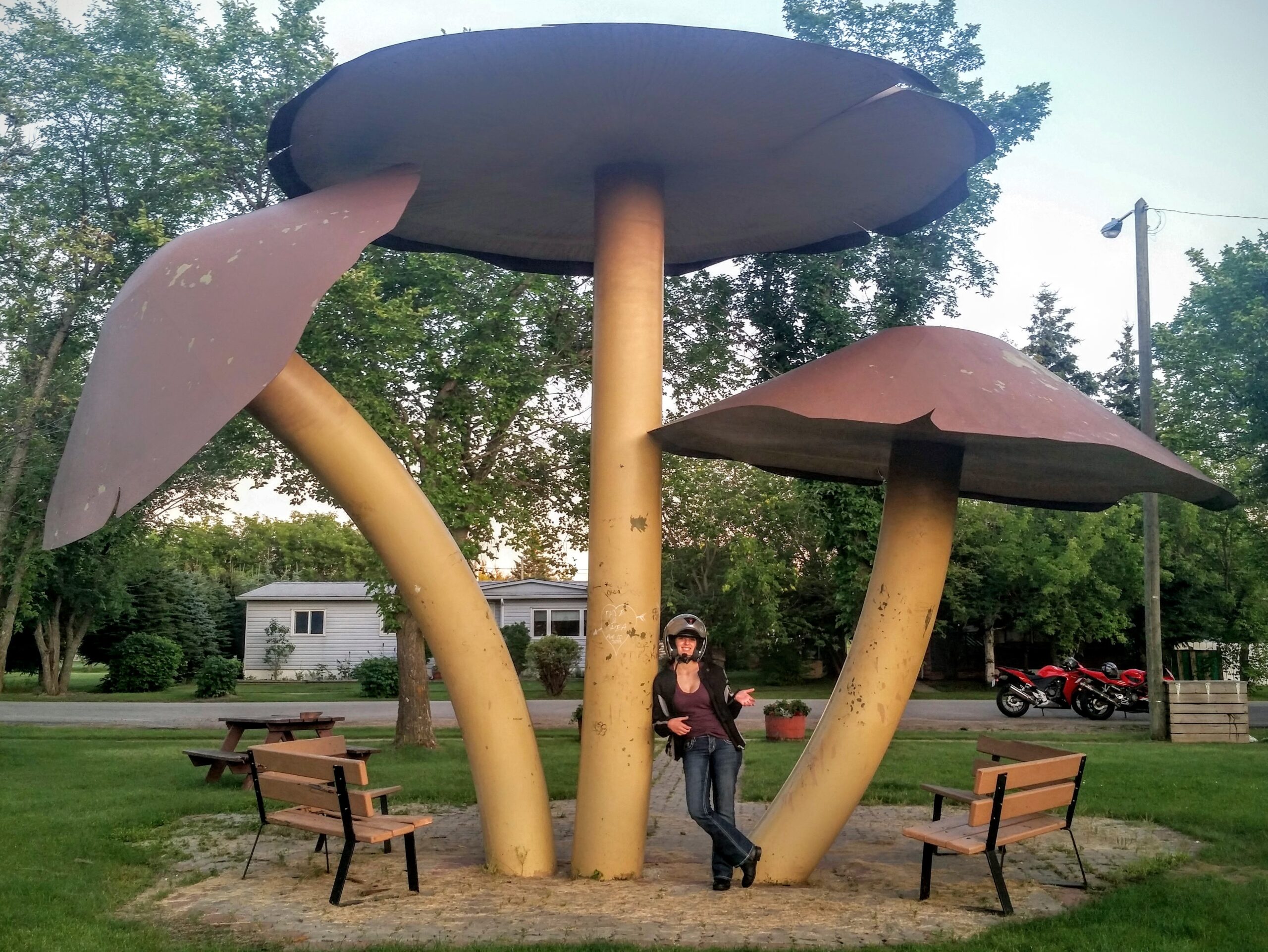 World's Largest Mushrooms Vilna Alberta